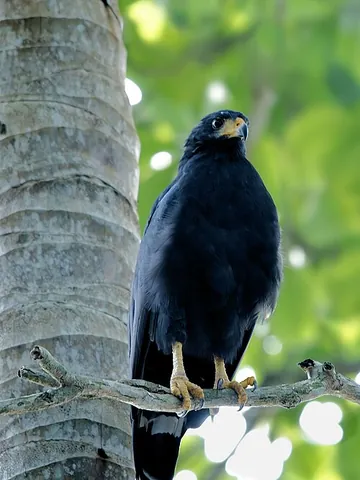 common black hawk: a species of hawk, Buteogallus anthracinus