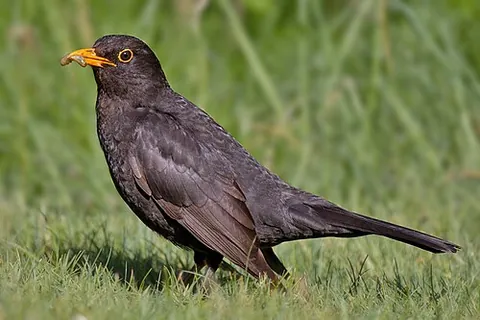 common blackbird: a common bird of the species Turdus merula, native to Eurasia