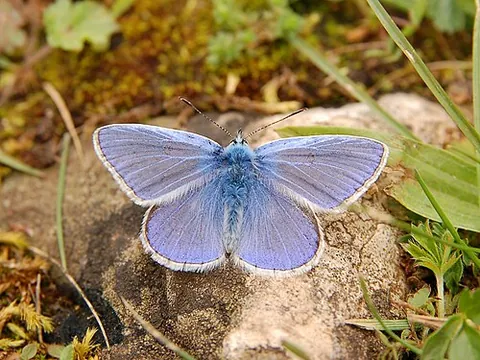 common blue: a small blue butterfly. of species Polyommatus icarus, family Lycaenidae, of temperate Asia and...