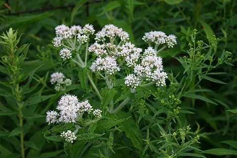 common boneset: the herb Eupatorium perfoliatum, used by herbalists as a stimulant, febrifuge, and laxative
