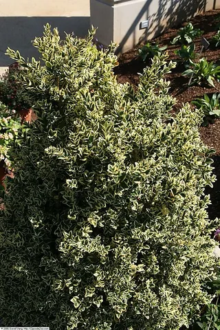 common box: buxus sempervirens, an evergreen shrub found from England and Morocco to Iran