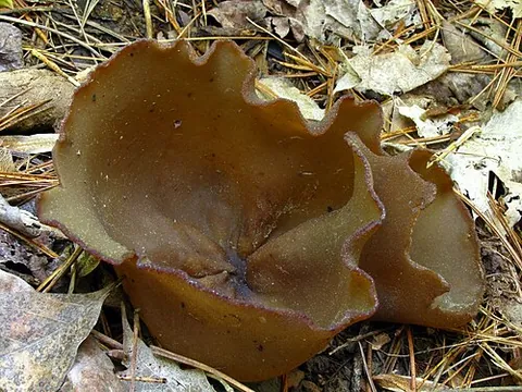 common brown cup: peziza phyllogena