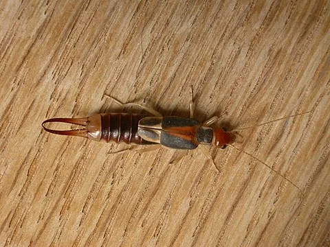 common brown earwig: any member of the species Labidura truncata of earwig, native to Australia