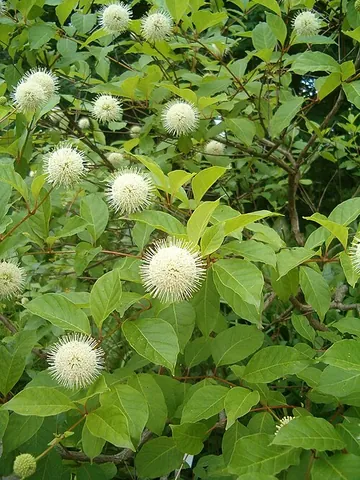 common buttonbush: cephalanthus occidentalis