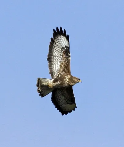 common buzzard: a bird of prey species, Buteo buteo