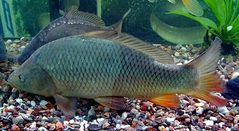 common carp: a fish in the carp family, of species Cyprinus carpio