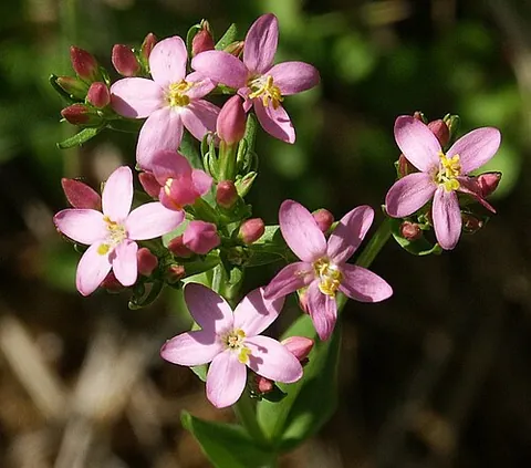 common centaury: a pink-flowering plant of species Centaurium erythraea, native to Europe, where it is used in...