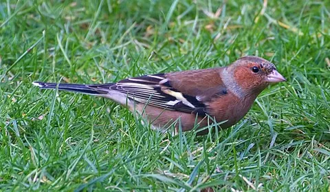 common chaffinch: a bird of the species Fringilla coelebs, principally native to Europe