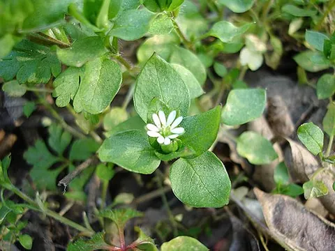 common chickweed: an herb of species Stellaria media