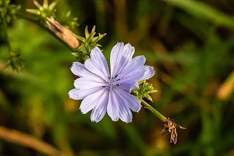common chicory: cichorium intybus, a somewhat woody perennial herbaceous plant of the dandelion family, many...