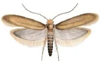 common clothes moth: tineola bisselliella, a winged insect of Tineidae family, the caterpillar of which is a serious...