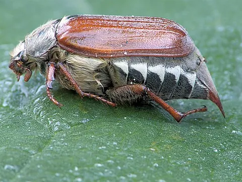 common cockchafer: a cockchafer of species Melolontha melolontha