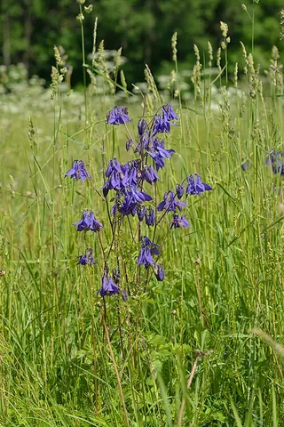 common columbine: aquilegia vulgaris, native to most of Europe, excepting Scandinavia