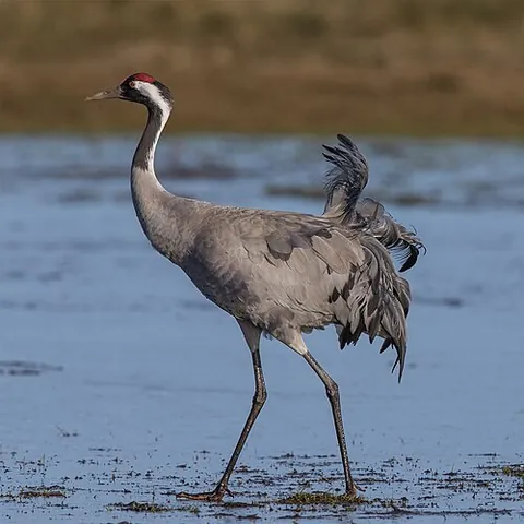 common crane: grus grus, a bird of the crane (Gruidae) family