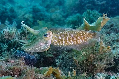 common cuttlefish: a cuttlefish, Sepia officinalis