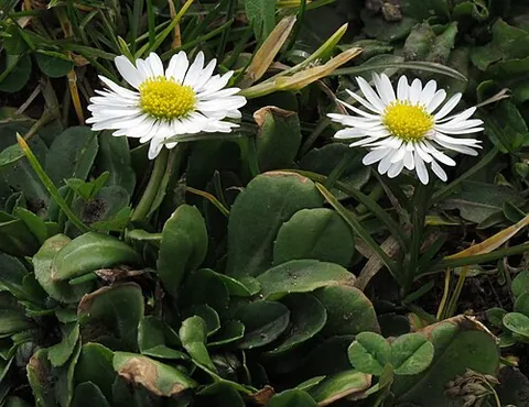 common daisy: a flowering plant, Bellis perennis, especially as distinguished from similar plants in the family...