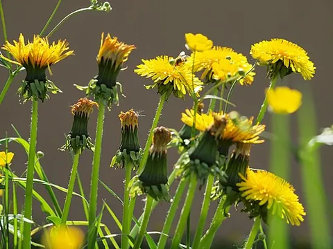 common dandelion: the most common and well-known species of dandelion (Taraxacum officinale)