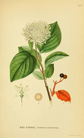 common dogwood: a tree of species Cornus sanguinea, native to most of Europe