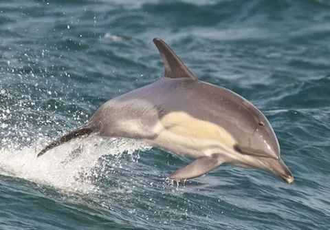 common dolphin: an abundant species of dolphin, Delphinus delphis