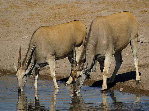 common eland: an antelope, Taurotragus oryx, of the African savannah