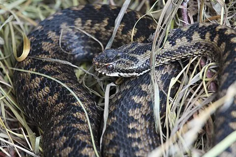 common european adder: a venomous snake of species Vipera berus, in the family Viperidae, that can be found throughout...