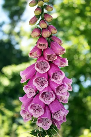 common foxglove: digitalis purpurea (purple foxglove)