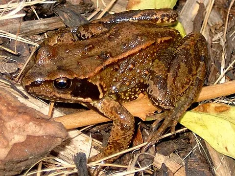 common frog: a frog of species Rana temporaria, endemic to Europe