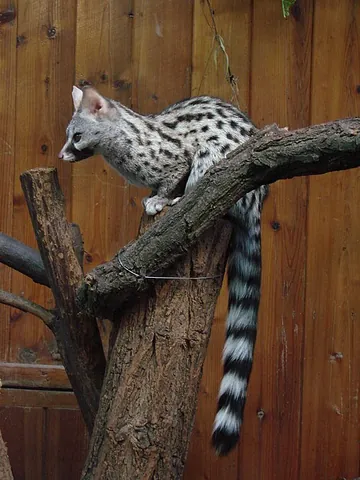 common genet: genetta genetta, endemic to subtropical Africa, north Africa, south Africa, and parts of the...