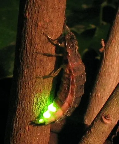 common glow-worm: a European firefly species, Lampyris noctiluca