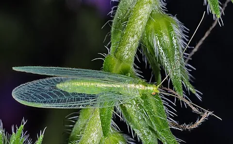 common green lacewing: a particular species of green insect in the order Neuroptera, Chrysoperla carnea