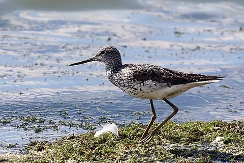 common greenshank: a small wader, Tringa nebularia