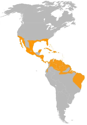 common ground dove: columbina passerina, a small bird that inhabits the southern United States, parts of Central...