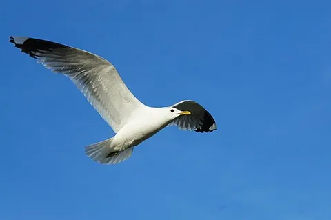 common gull: a medium-sized gull, Larus canus