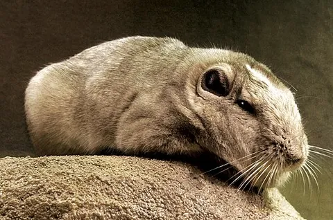 common gundi: ctenodactylus gundi, a species of rodent in the family Ctenodactylidae