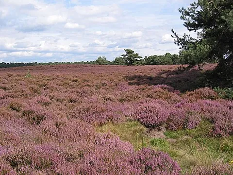 common heather: calluna vulgaris (ling, calluna, heather)