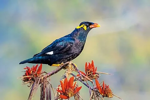common hill myna: any member of the species Gracula religiosa of starlings native to south Asia, commonly used in...