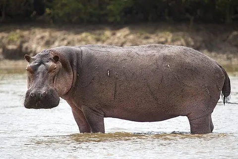 common hippopotamus: a large, semi-aquatic, herbivorous (plant-eating) African mammal (Hippopotamus amphibius)