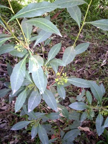 common hop bush: a hopbush, of species Dodonaea triquetra, found in eastern Australia