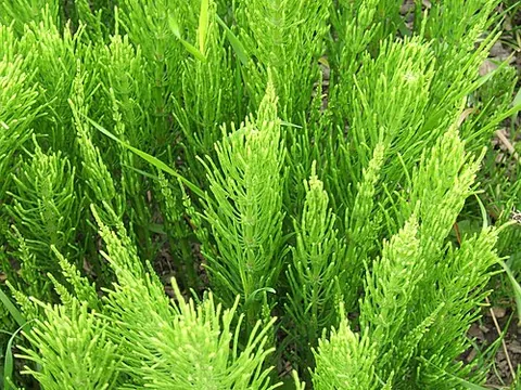 common horsetail: a plant in the taxonomic genus Equisetum (horsetails); Equisetum arvense