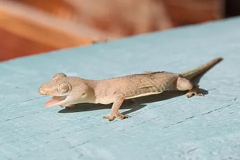 common house gecko: a gecko of species Hemidactylus frenatus, principally of southeastern Asia