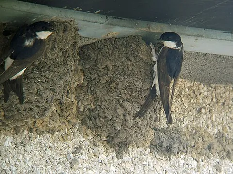 common house martin: a migratory bird of the species Delichon urbicum, breeding in Europe, North Africa and temperate...