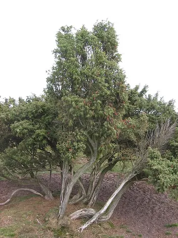 common juniper: juniperus communis
