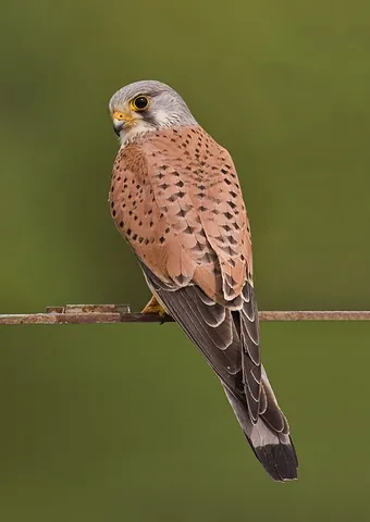 common kestrel: a small falcon, Falco tinnunculus