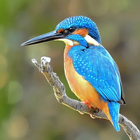 common kingfisher: alcedo atthis, a Eurasian and North African species of kingfisher