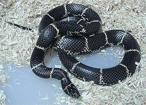 common kingsnake: lampropeltis getula, a harmless colubrid kingsnake endemic to much of warm temperate northern...