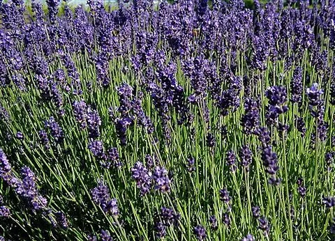 common lavender: a lavender plant of the species Lavandula angustifolia