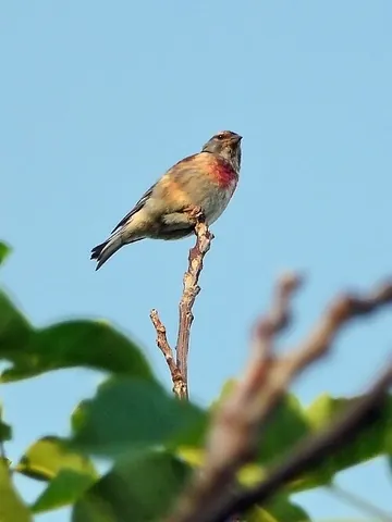 common linnet: a common small bird (Linaria cannabina), of Europe, western Asia and north Africa