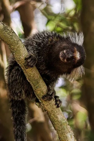 common marmoset: marmoset, a New World monkey, Callithrix jacchus