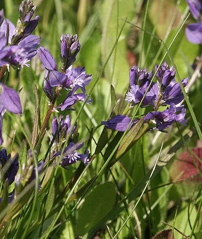 common milkwort: a plant of species Polygala vulgaris