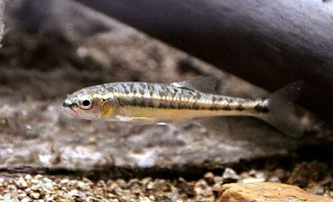 common minnow: a species of minnow widespread in the fresh waters of northern Eurasia, Phoxinus phoxinus